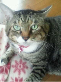 なんとなく・・・ 2011/09/25 22:13:24