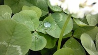 お気に入りの画像 2011/05/01 12:57:16