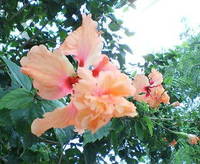 夏到来