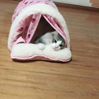 ＹＯＵは何派？