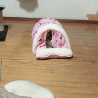 ＹＯＵは何派？