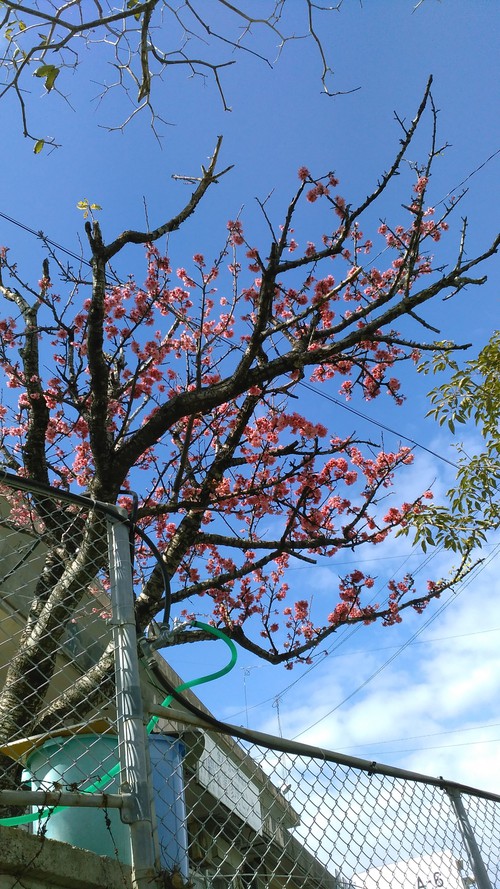 宇栄原団地さくら祭り