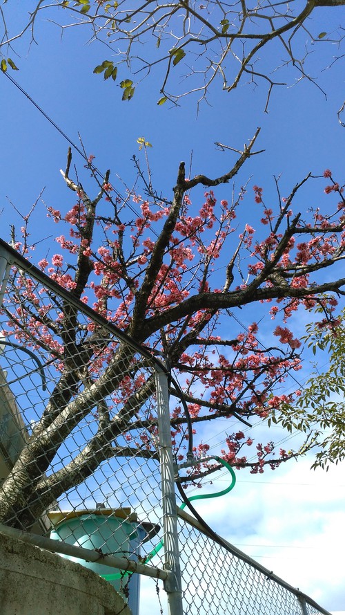 宇栄原団地さくら祭り