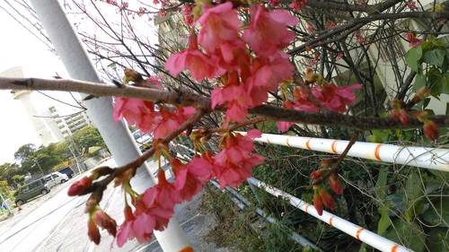 宇栄原団地さくら祭り