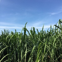 梅雨明けして、夏本番 2017/06/25 09:39:26