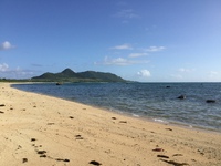 島バナナ、今年最後の収穫か？！ 2017/10/17 10:10:31