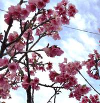 沖縄の緋寒桜が満開です♪ 2018/02/18 09:52:41