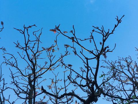 デイゴの開花宣言