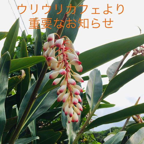 ウリウリカフェより大事なお知らせです