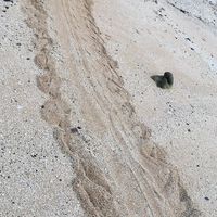 持ち帰りのみの営業中（2020/6/01現在）～ウミガメの産卵 2020/06/01 19:37:08