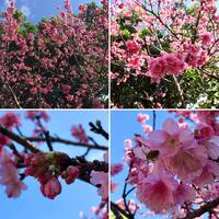 カンヒ桜が満開です 2021/02/08 17:58:17