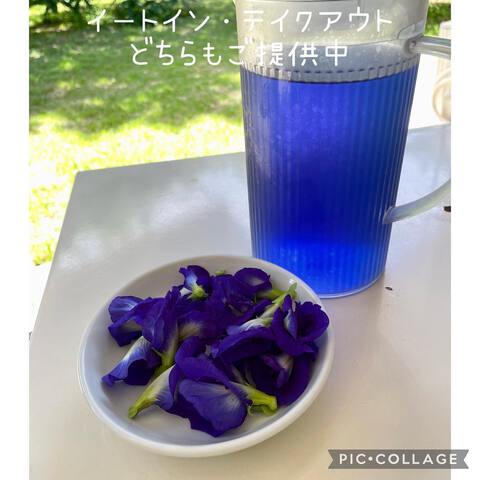 バタフライピーがわさわさ咲いてきました～