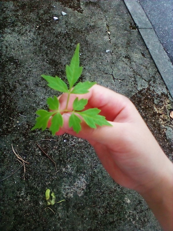 幾何学模様が美しい葉