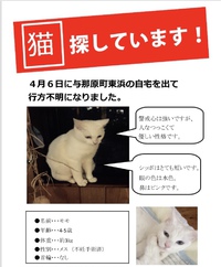 猫探してます！！ 2019/04/13 12:16:48