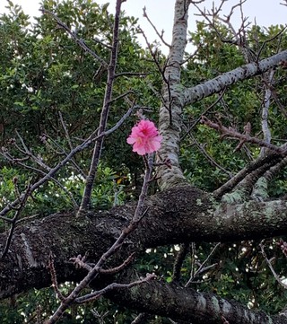 桜 咲く~ 桜 咲く~