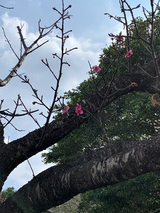 桜 咲く~ 桜 咲く~