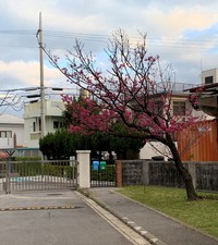 桜　咲く～（№２） 2020/02/18 18:00:00
