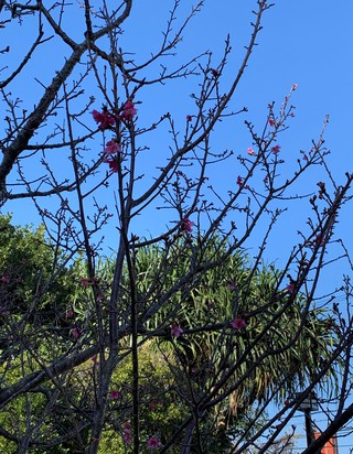 桜 咲く~ 桜 咲く~
