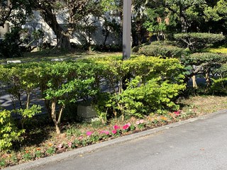桜 咲く~ 桜 咲く~