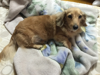 愛犬みぃーみの事 2016/04/24 09:16:03
