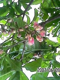 ほころびる花弁　２００７年台風直撃の奇跡１ 2013/04/17 16:55:37