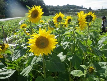 沖縄では、ひまわりが咲いてます！