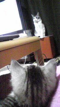 ずっこけたー。 2008/05/20 00:33:07