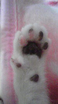 ねむし(O_O) 2008/06/09 08:09:56