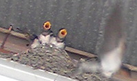 みっけ(☆＿☆) 2008/06/24 20:44:43
