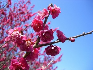 博物館　明治村