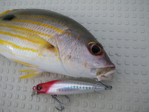 最近の釣果です