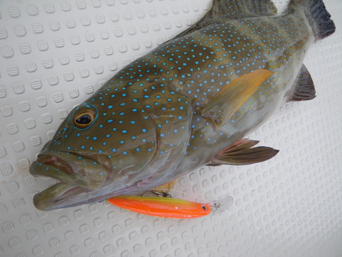 最近の釣果です