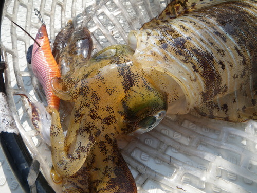 烏賊はぼちぼち釣れてます