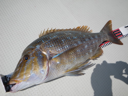 最近の釣果ダイジェストです