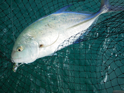 最近の釣果です