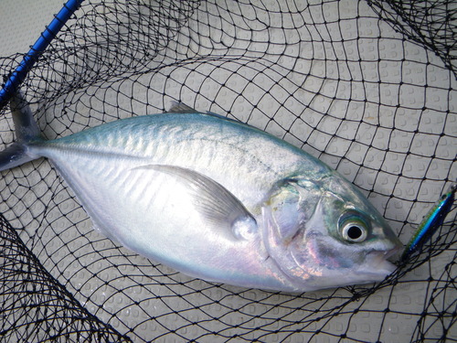 最近の釣果です