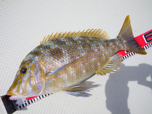 最近の釣果です