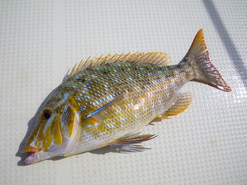 最近の釣果です