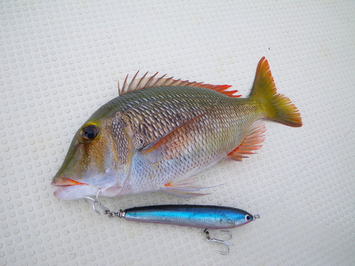 最近の釣果です