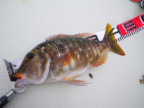 最近の釣果です