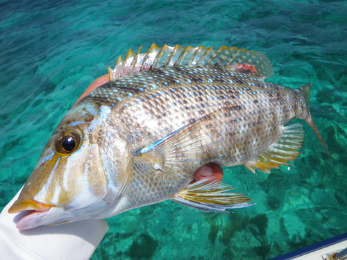 最近の釣果　前編