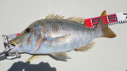 ＧＯＯＤサイズのタマンも釣れてますよ～♪