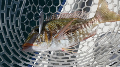 最近の釣果です