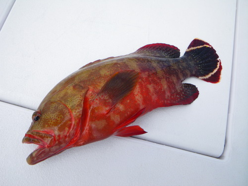 最近の釣果です。