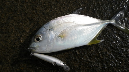 ２，１キロ出てました～