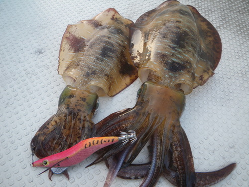 最近の釣果＆乗り合い情報です