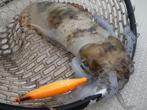 ２キロオーバー出てます！海風釣果ダイジェスト