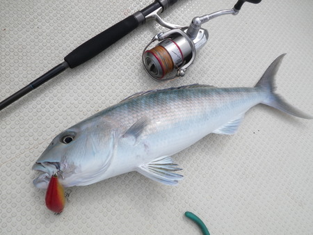 お久しぶりの釣果UPです