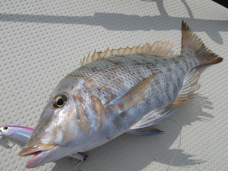 お久しぶりの釣果UPです