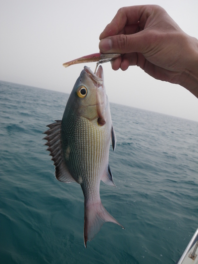 最近の釣果情報です。